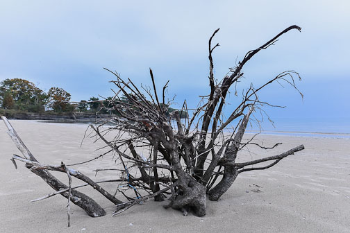 driftwood